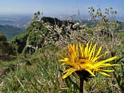 49 Inula hirta (Enula scabra) con Filaressa